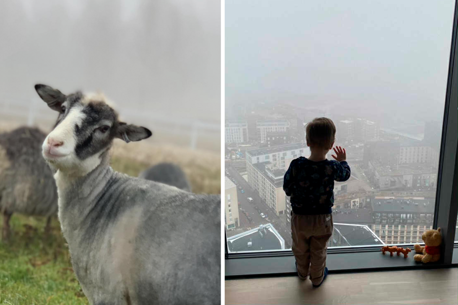 Lammas usvassa ja pieni poika katsoo ikkunasta sumuista kaupunkia.