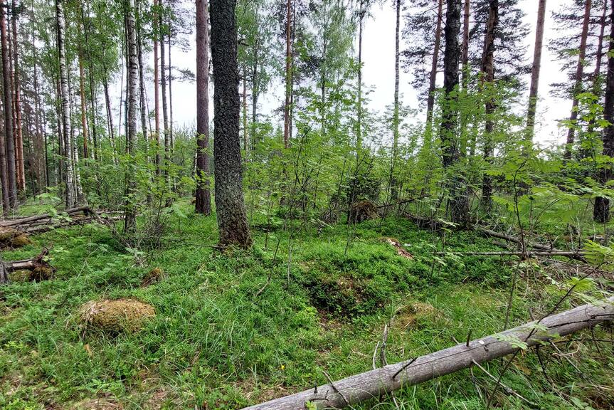Sekametsää Porvarinlahden etelärannalla.