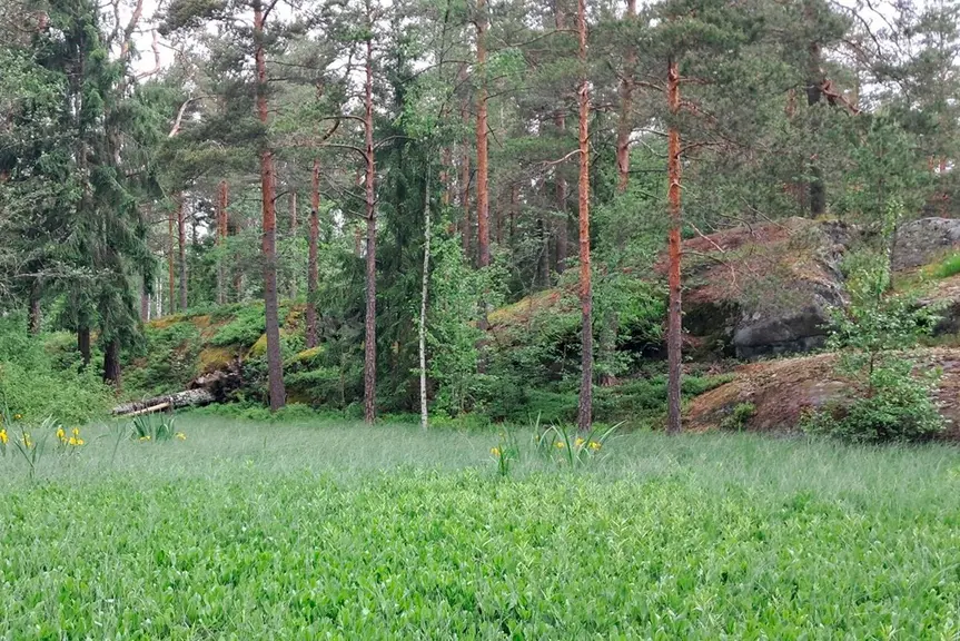 Luonnontilaista nevaa ja vanhaa metsää Furuvikissa.