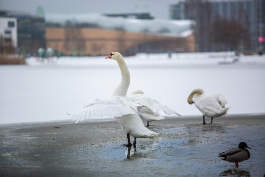 Valokuva kahdesta joutsenesta talvisella töölönlahdella.
