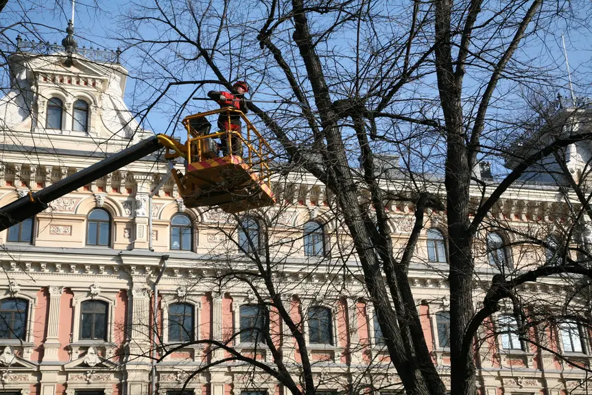 Arboristi nosturissa leikkaamassa puun oksia.