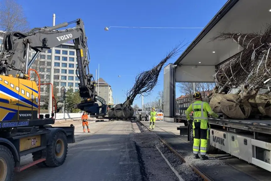 Katupuiden istutusta vuonna 2024 Mannerheimintien remontin ensimmäisessä vaiheessa.
