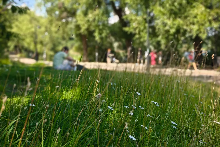 Pitkää nurmikkoa Töölönlahdella.