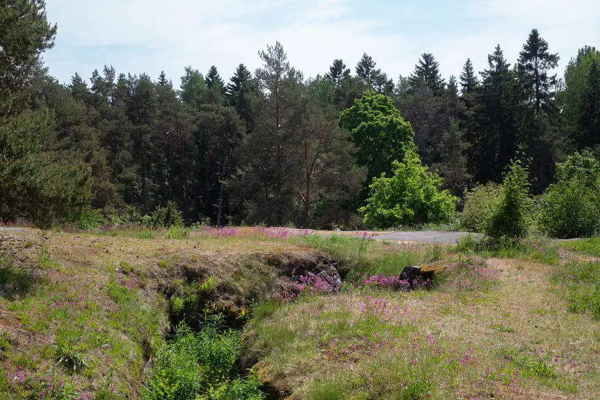 Niittykasvillisuutta Patterimäen kalliolla.