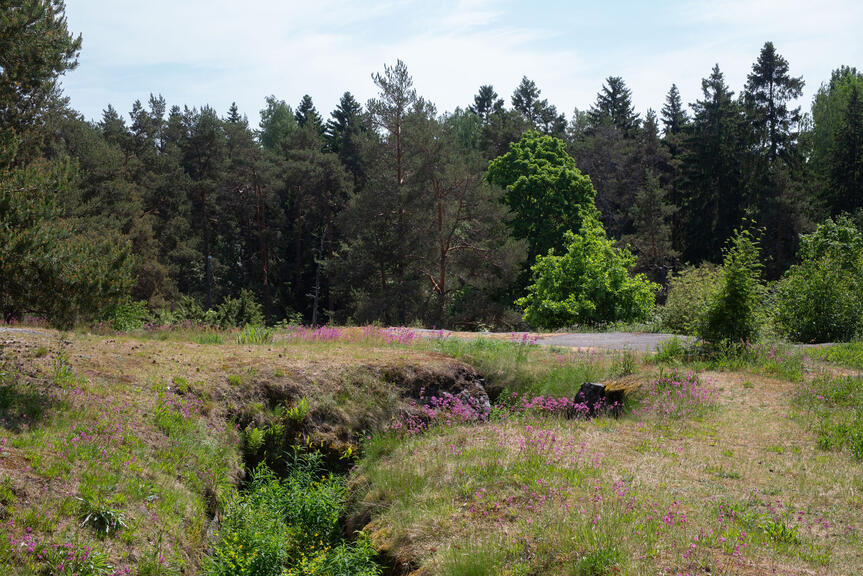 Niittykasvillisuutta Patterimäen kalliolla.