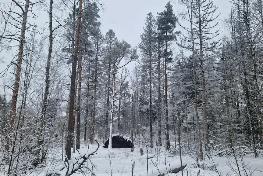 Talvinen Pikkukosken puistometsä.
