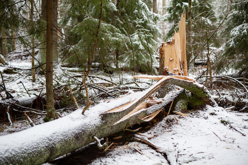 Ett skadat träd in en vintrig skog.
