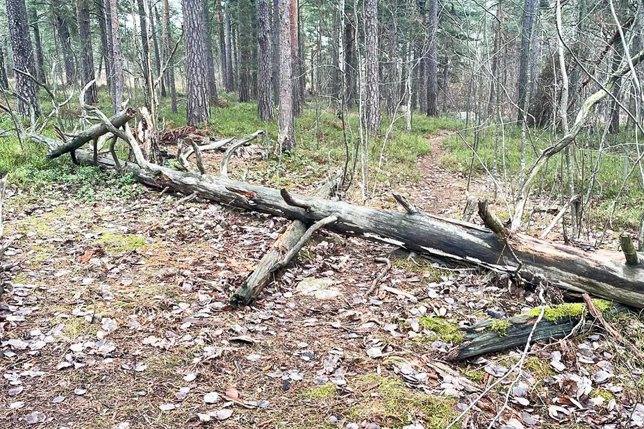 Puunrunko metsässä