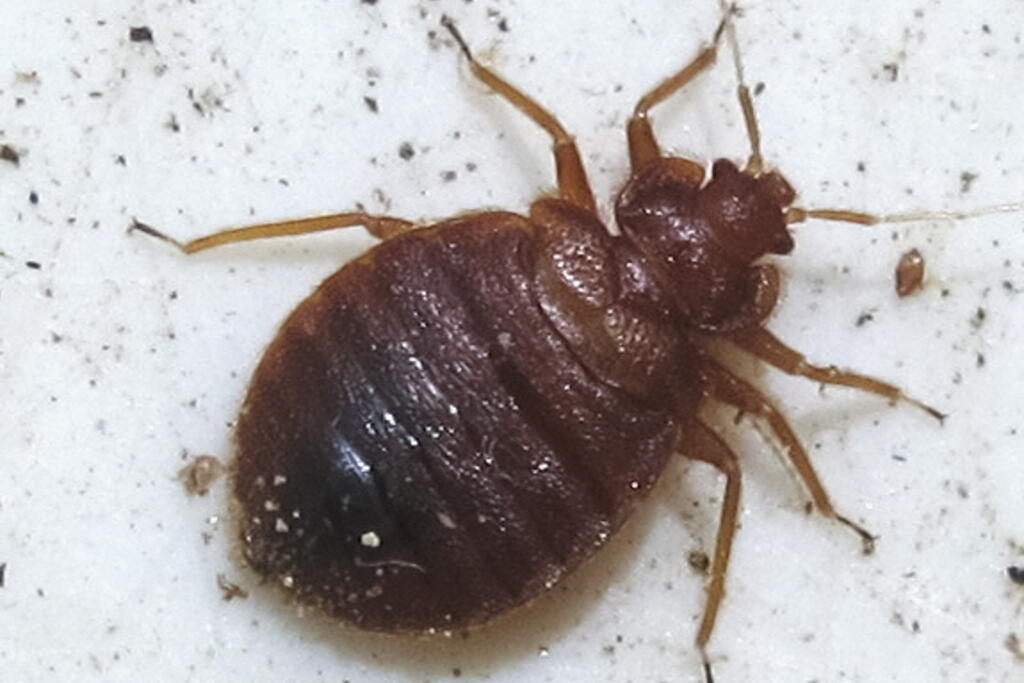 An adult bedbug is flat, oval-shaped and brown. The larvae stage of the common bedbug is quite similar to the adult insect, but they are smaller and lighter in colour.  Photo: Jyrki Virtanen