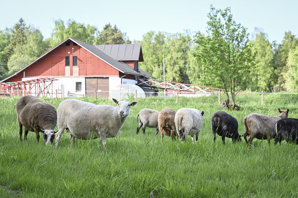 Uutelaan tuli laiduntamaan 24 lammasta toukokuun lopussa. Ne saavat laiduntaa eri kokoisissa laumoissa kolmella laitumella. Kuva: Kimmo Brandt