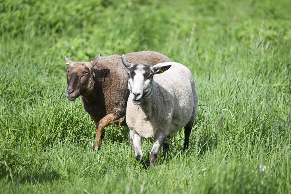 Skatan tilalla on kahdenlaisia lampaita. Markkulan kartanon lampaiden lisäksi siellä on Skatan Pks4H-kotieläinpihan lampaita rajatummalla alueella aivan Skatan tilan lähituntumassa. Kuva: Kimmo Brandt