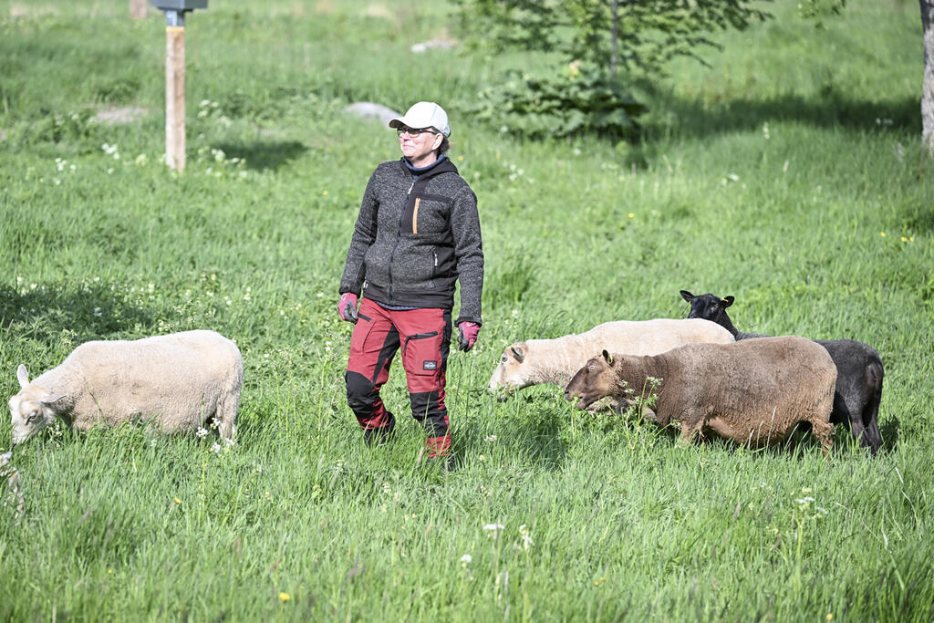 Lampaat laiduntavat ja hoitavat samalla ympäristöään Uutelassa. Lampuri Elina Kaven Markkulan kartanosta on huolella valinnut lampaat. Kuva: Kimmo Brandt