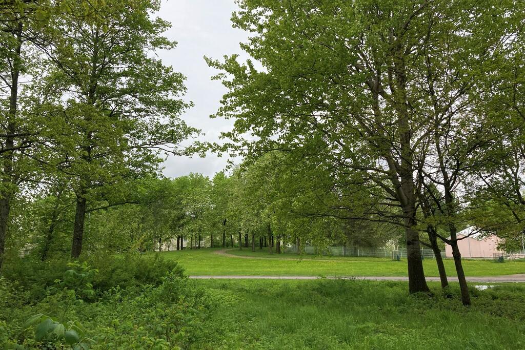 Vehreässä puistossa kasvaa puita ja nurmikkoa.