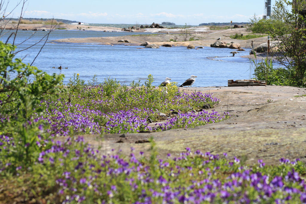 Seagulls and flowering violets on the rocks of Harakka Island. Photo: Marianne Aalto