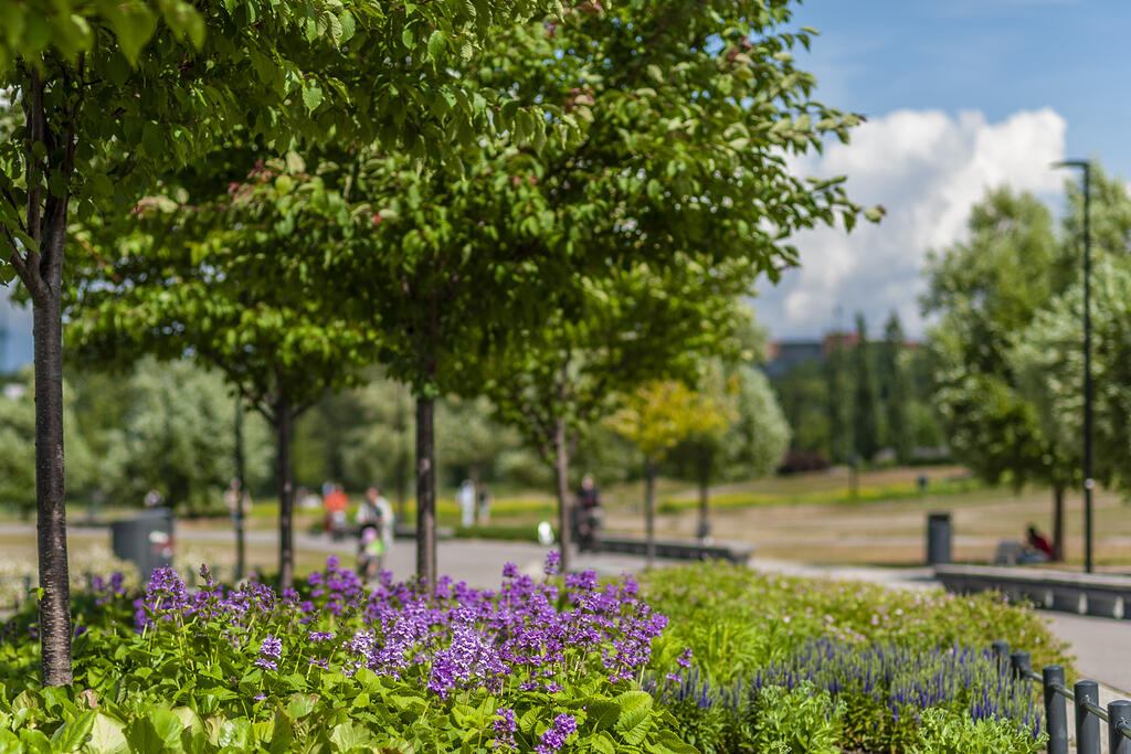 More greenery is planned for the Töölönlahdenpuisto park. Photo: Hemmo Rättyä