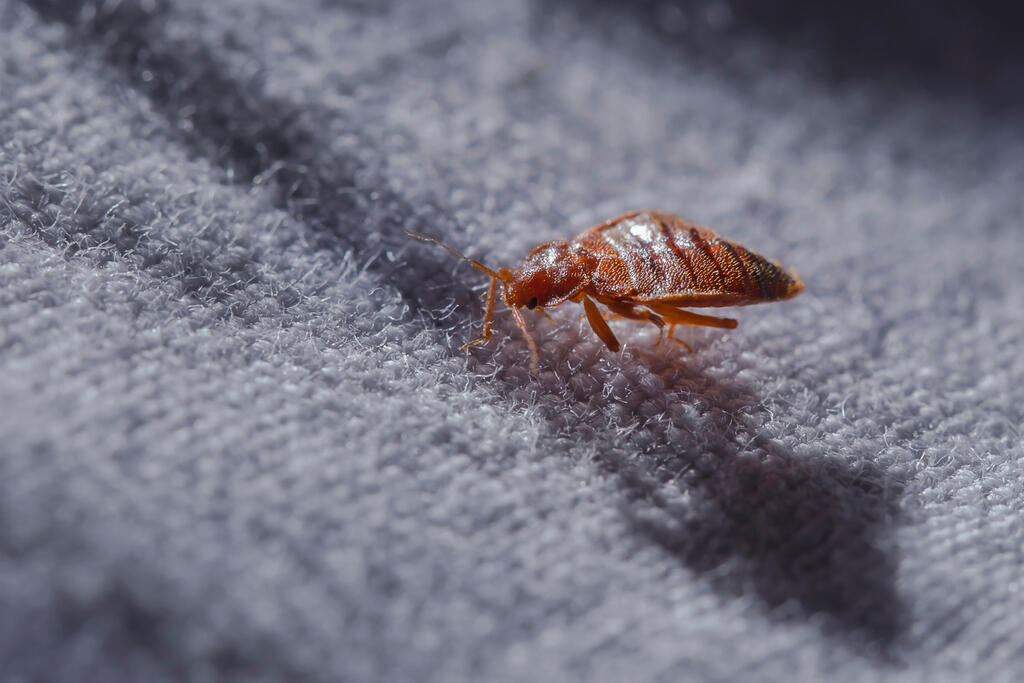 The size of a bedbug varies from 2 to 8 mm, depending on their stage of development. Photo: Vasakna – stock.adobe.com