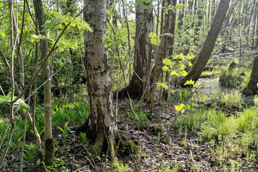 Fastholman suojelulla pyritään turvaamaan erityisesti luhtamaisilla alueilla esiintyviä lehtipuumetsiä.  Kuva: Timo Metsänen