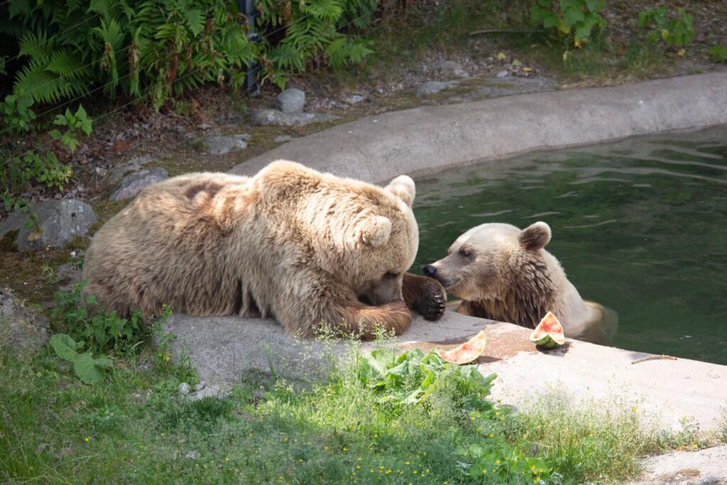 Talviunille mennessään molemmat karhut painoivat täsmälleen saman verran – 225 kiloa.  Kuva: Annika Sorjonen / Korkeasaaren eläintarha