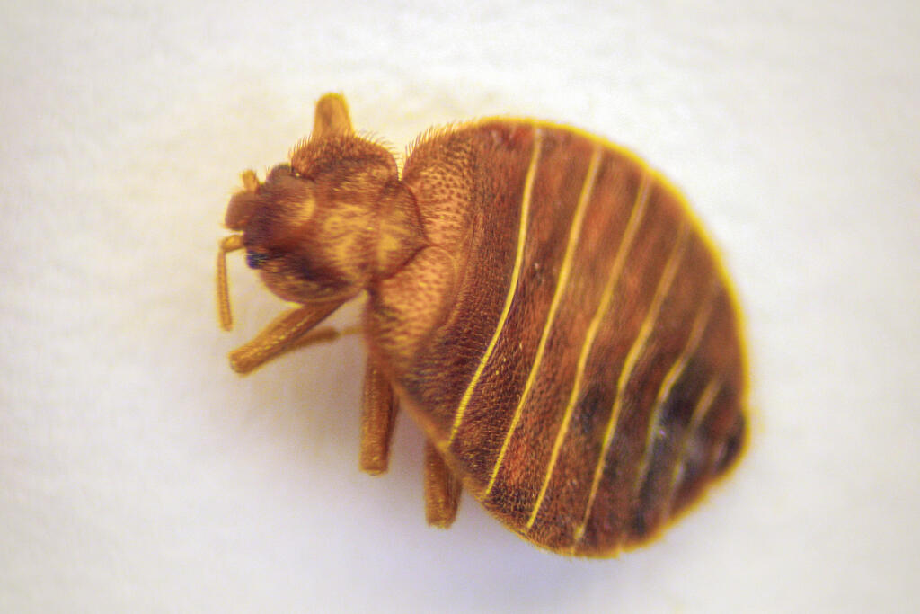 A microscope image of a bedbug. The size of a bedbug varies from 2 to 8 mm, depending on their stage of development. Photo: Marjut Räsänen