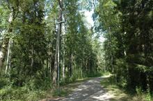 Metsän läpi kulkee ulkoilureitti ja reitin reunoilta on poistettu puita.
