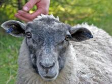 Ihmisen käsi silittää lammasta