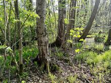 Lehtipuumetsää Fastholman luonnonsuojelualueella.