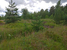 Näkymä Kivikon linnoituskallioiden luonnonsuojelualueelta.