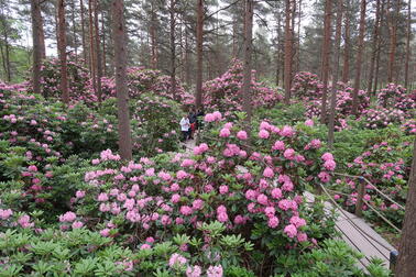 Runsaasti vaaleanpunaisen sävyisiä alppiruusuja ja taustalla paljon mäntyjä.