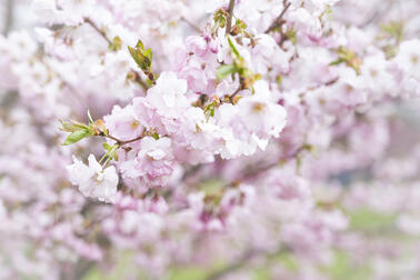 A close-up image of ornamental cherry blossoms.
