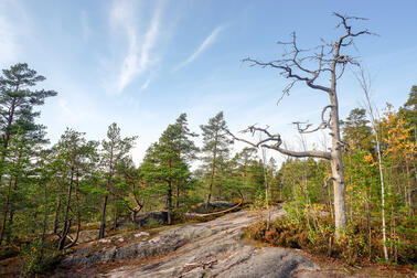 Kallioista metsämaisemaa.