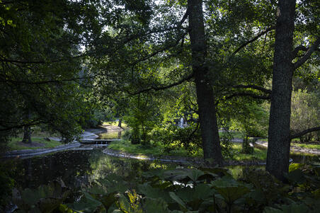 Alppipuiston lampi ja etualalla varjostavat puut.