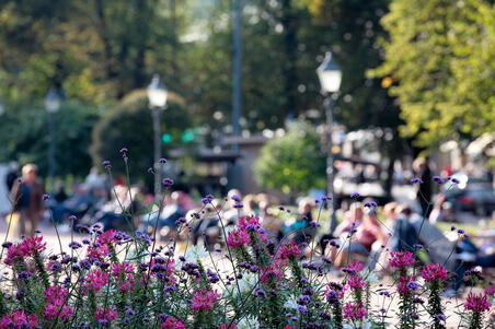 Esplanadinpuiston kesäkukkia etualalla.