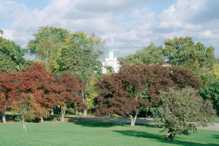 Kaivopuiston nurmialueen puita.