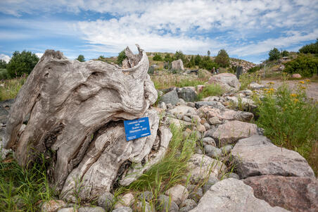 Jalavan kanto Vuosaarenhuipulla.