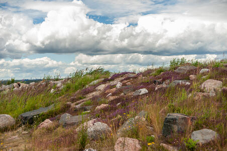 Vuosaarenhuipun kasvillisuutta ja luonnonkiviä.