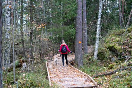 Koira ja ulkoiluttaja Stansvikin metsässä.