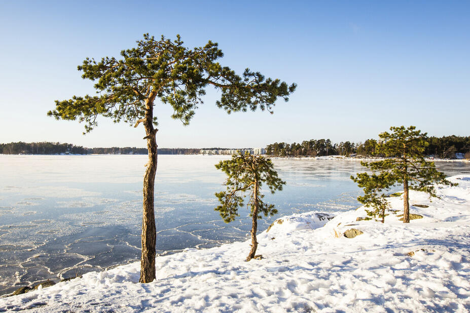 Talvinen merenrantamaisema, mäntyjä.