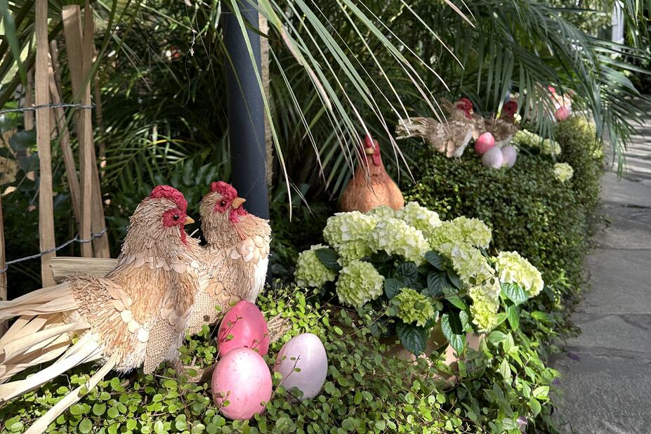 Pääsiäiskanoja ja -munia Talvipuutarhassa