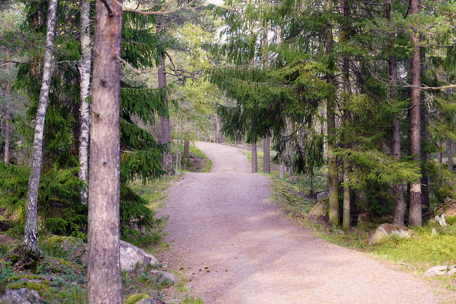 Ulkoilureitti kulkee kuusten välissä metsässä.