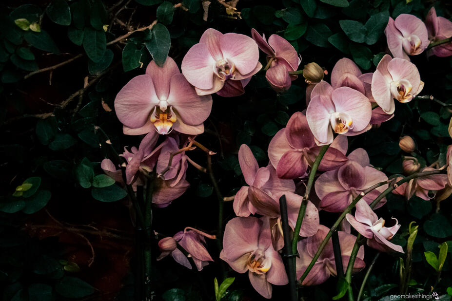 Orkideoja Talvipuutarhassa.