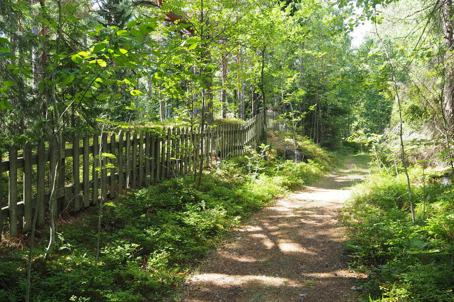 Metsäinen  polku Villingin saarella.