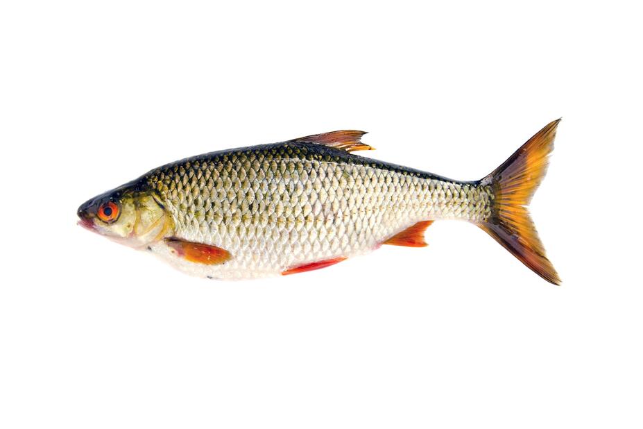 Särki.