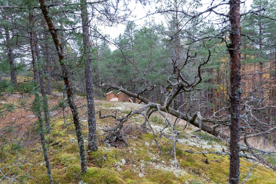 Metsää Stansvikin kaivosalueella.