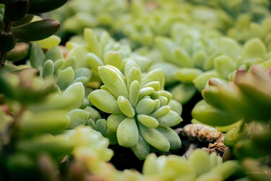 Mehikasvi Talvipuutarhassa.