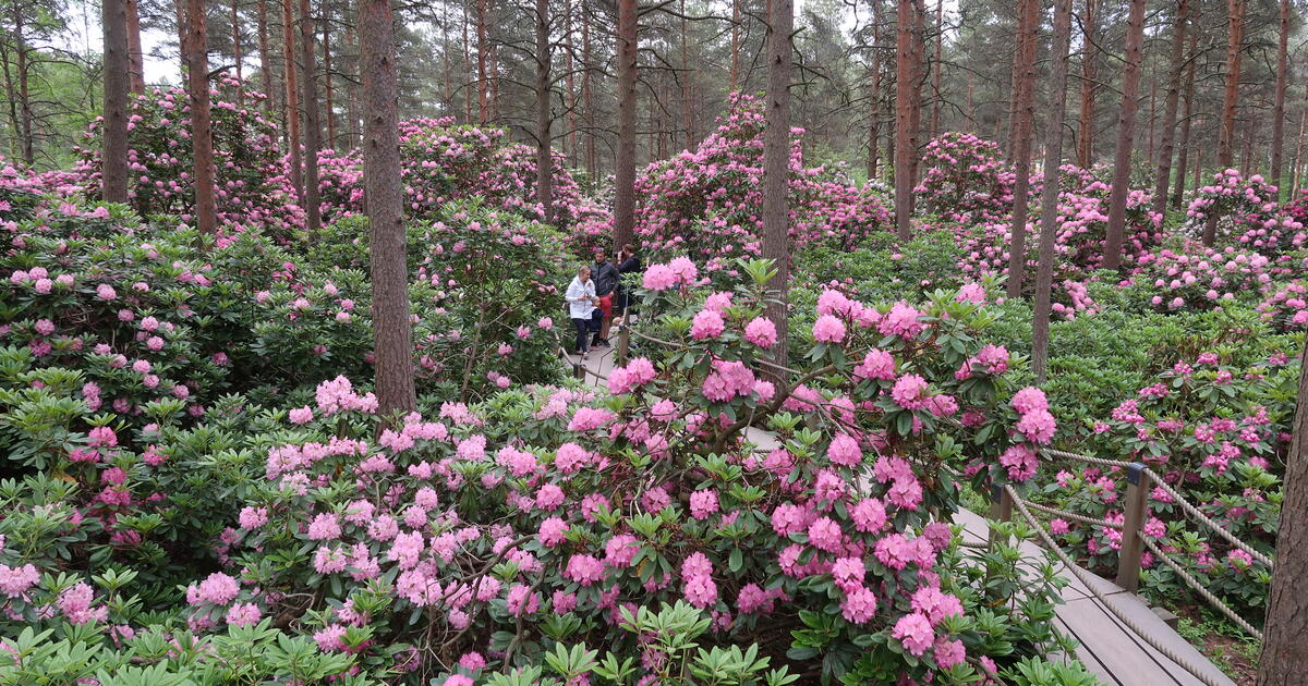 Rhododendron Park | City of Helsinki