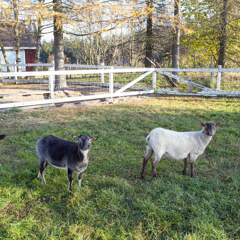 The picture shows three sheep, one black, one grey and one white. The sheep are on a lawn, flanked by a white fence.