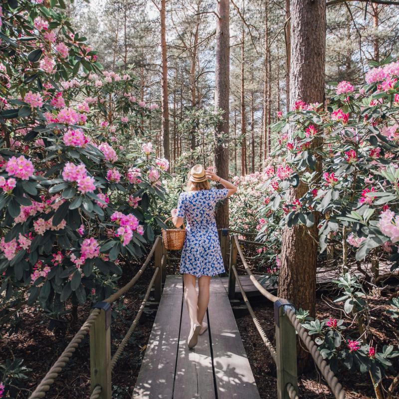 Henkilö kävelee keskellä kukkivaa rhododendronpuistoa.