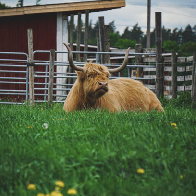 A brown cow with horns lying on a green lawn. Yellow dandelions can be seen in the foreground and a red wooden building in the background.