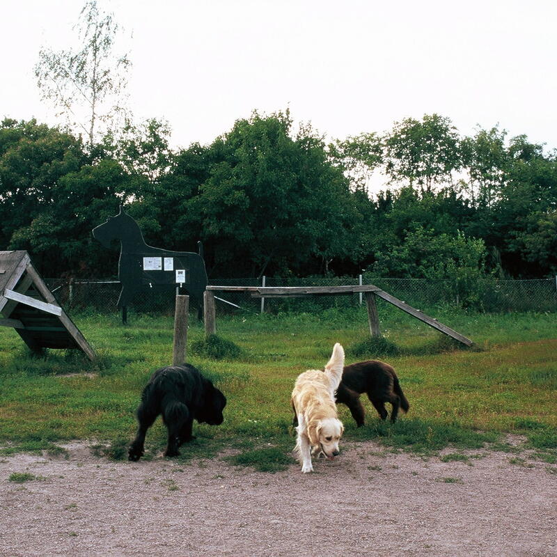 Neljä erikokoista koiraa koirapuistossa, jonka taustalla vehreää puustoa.