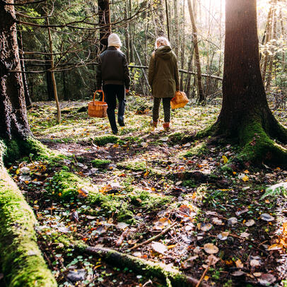 Kaksi henkilö kulkee syksyisessä metsässä sienikorien kanssa.